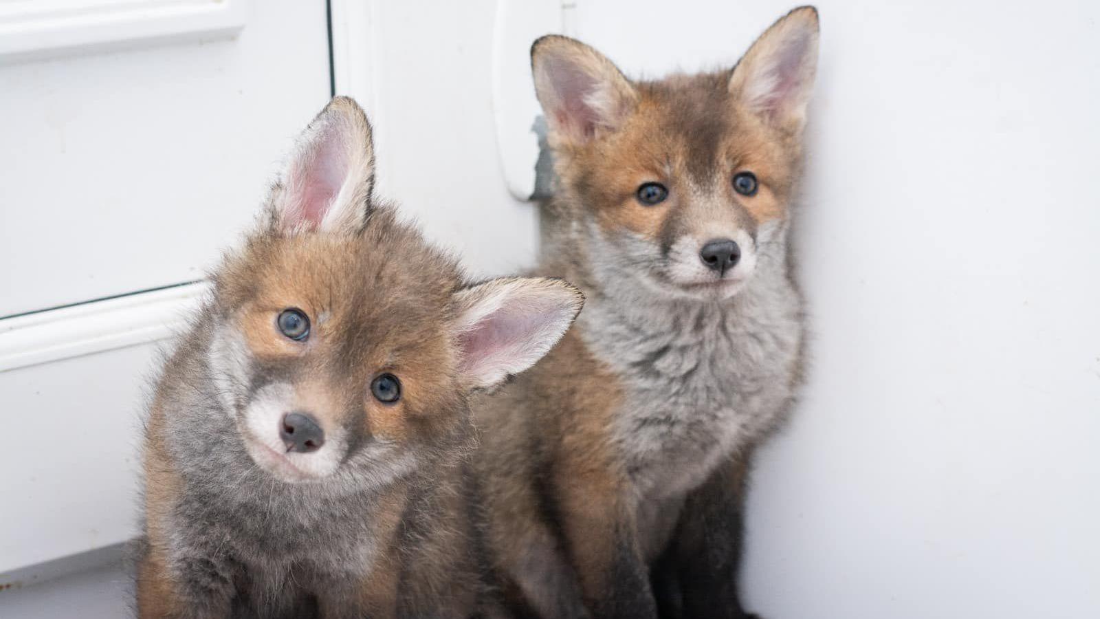 Two small orange foxes with white chests looking into the camera.