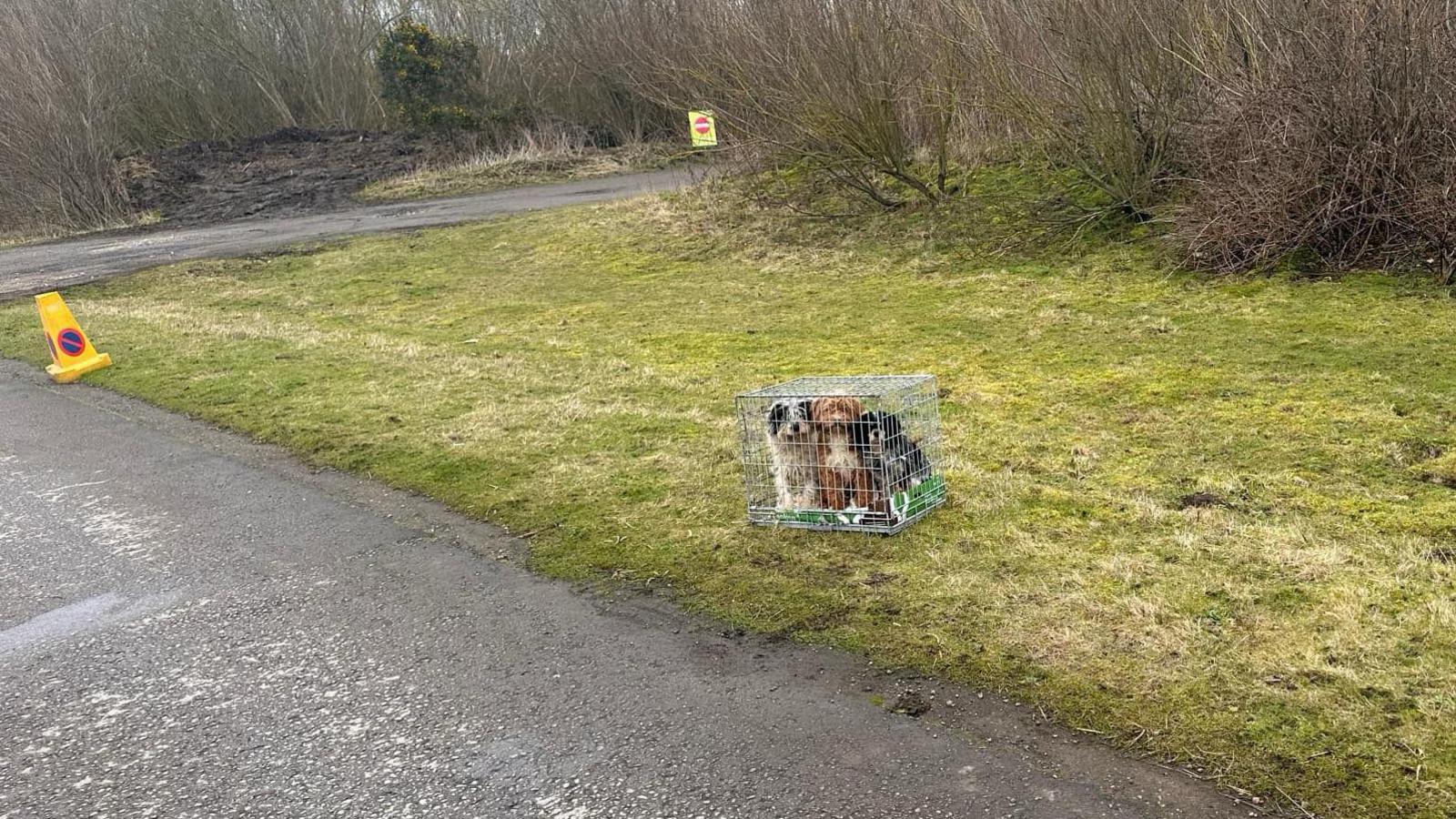 An image of three caged dogs, huddled together. One of the dogs is brown, and two are black and white, all with overgrown and messy-looking fur. The dogs are on a grassy area off a walking path in a nature reserve. 