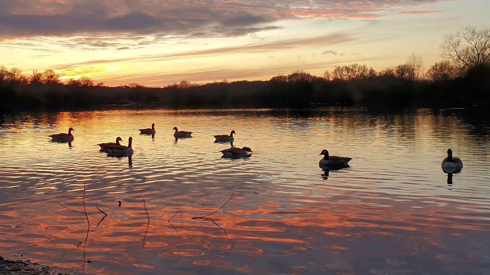 Geese on the water with an orange reflection in the ripples of the lake coming from the sky.