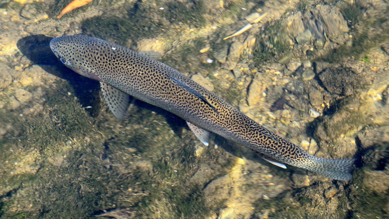 A brown trout swimming