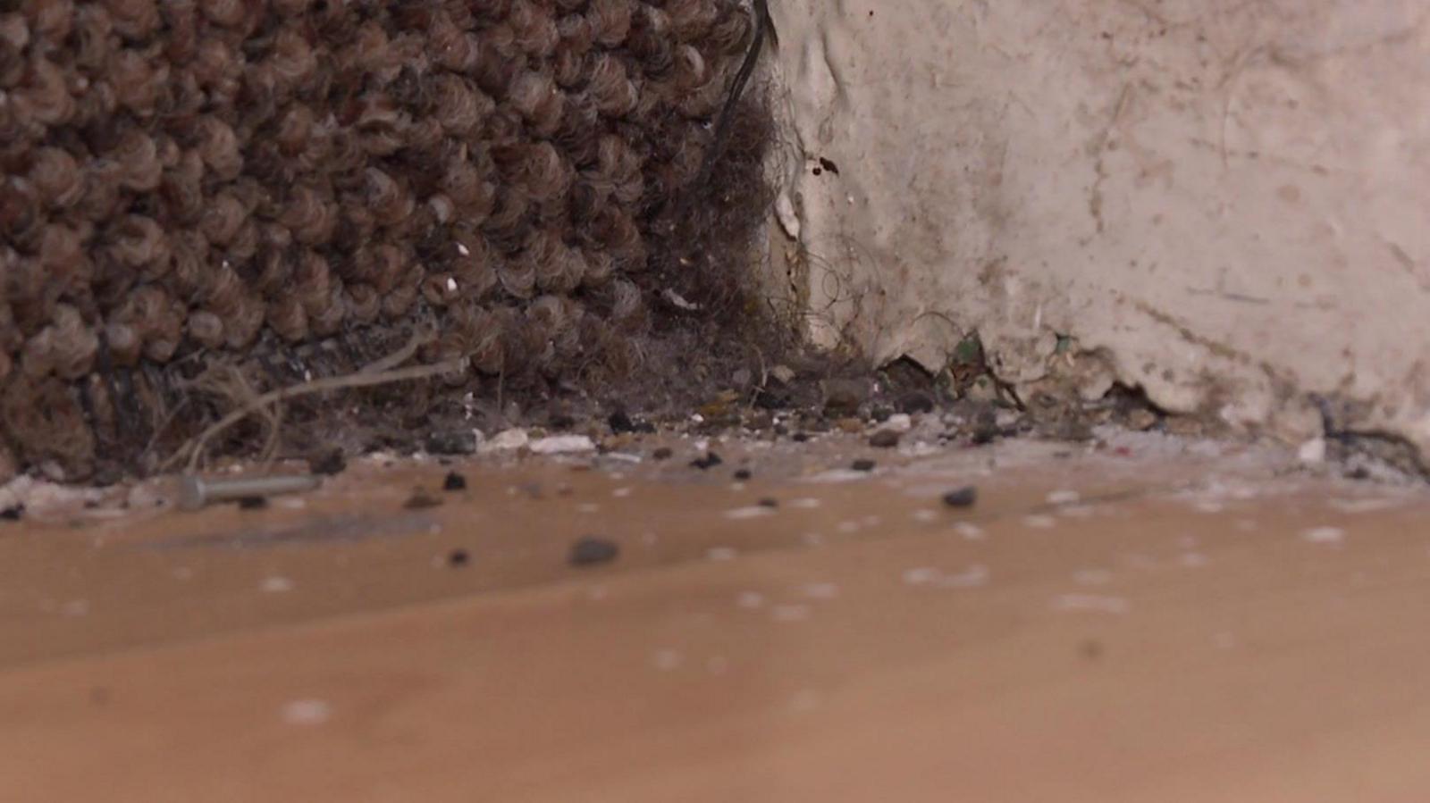 Carpet chewed by rats