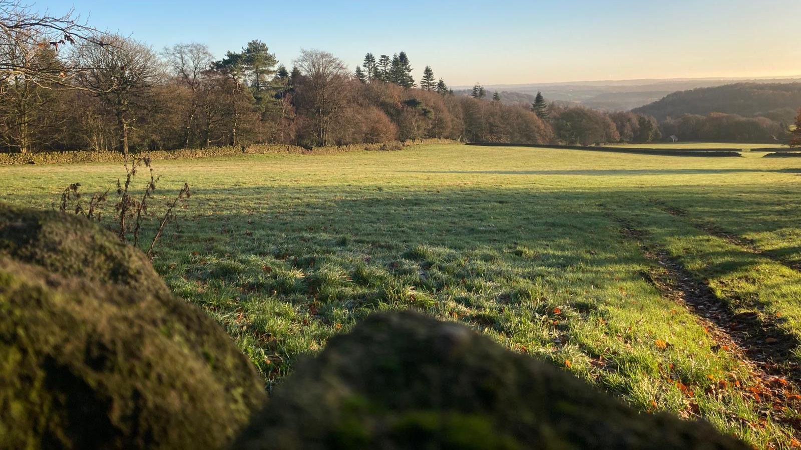 The new land the charity is buying - a field of grass surrounded by trees