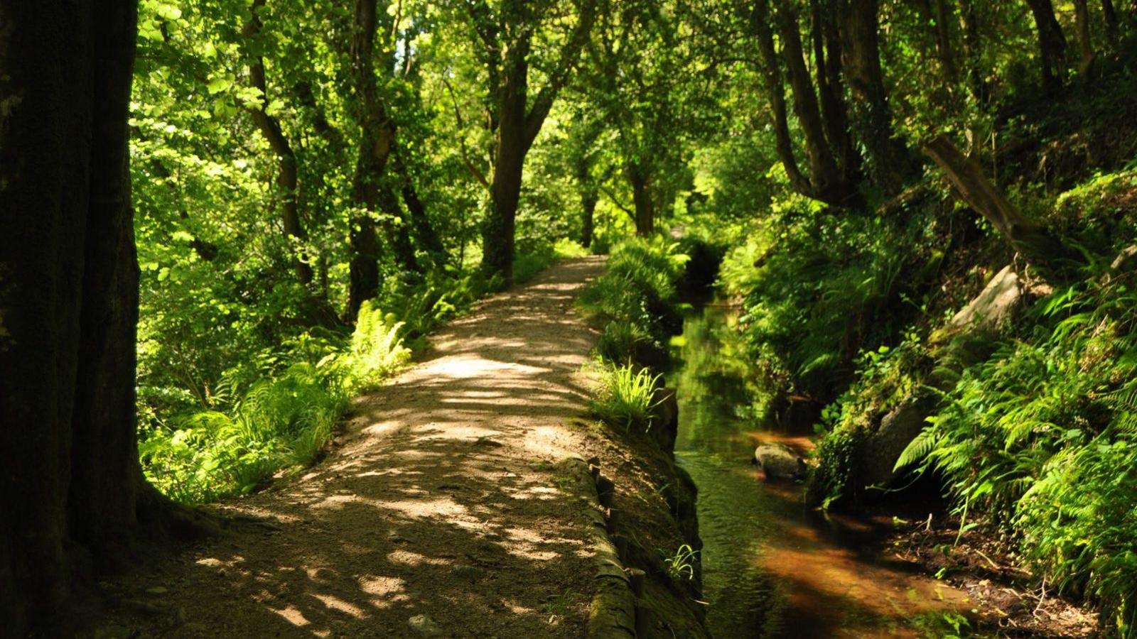 A path leading through a Cornish forest. A river is trickling to the right of the path. The path is surrounded by large trees in full leaf and other green plants.