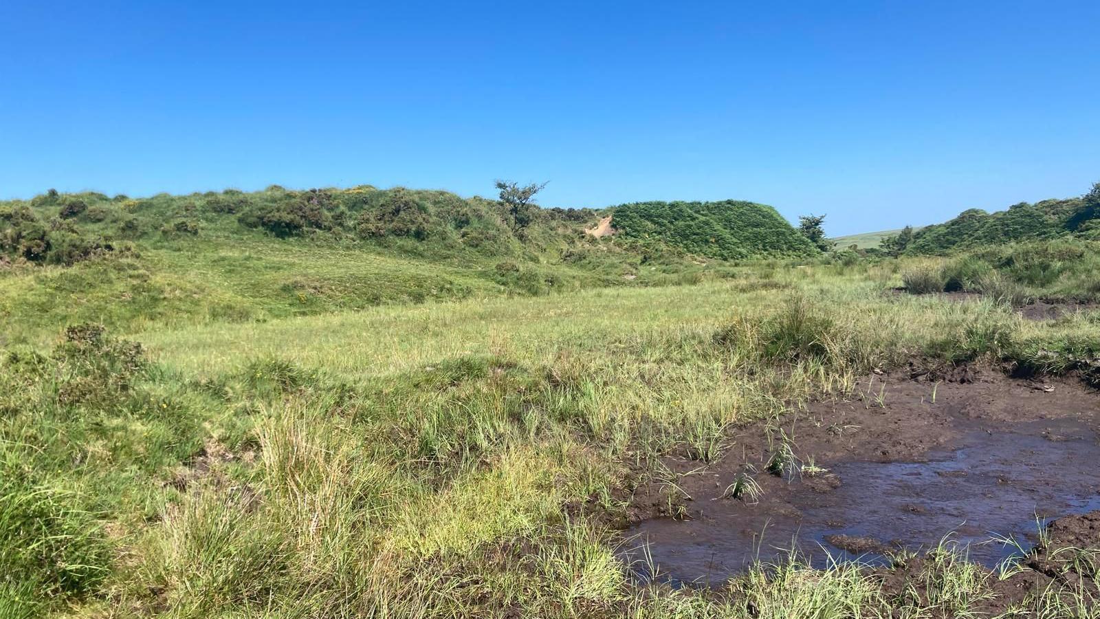 Moorland at Minions in Cornwall. To the right is a muddy patch and the rest is green.