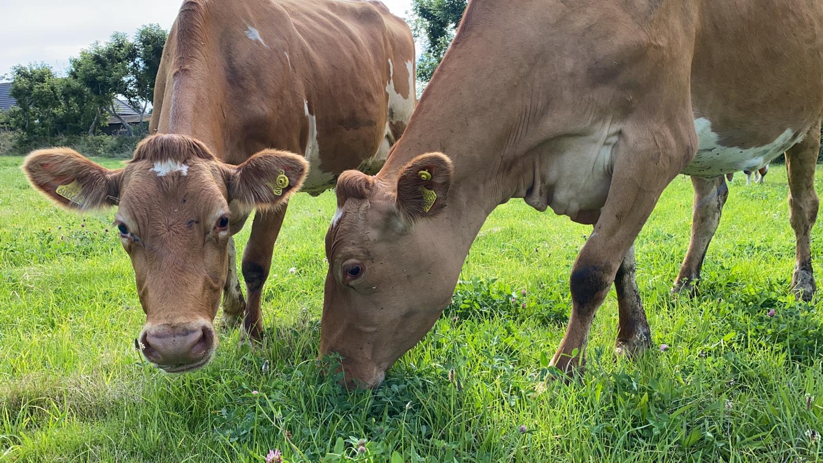 Cows in a field