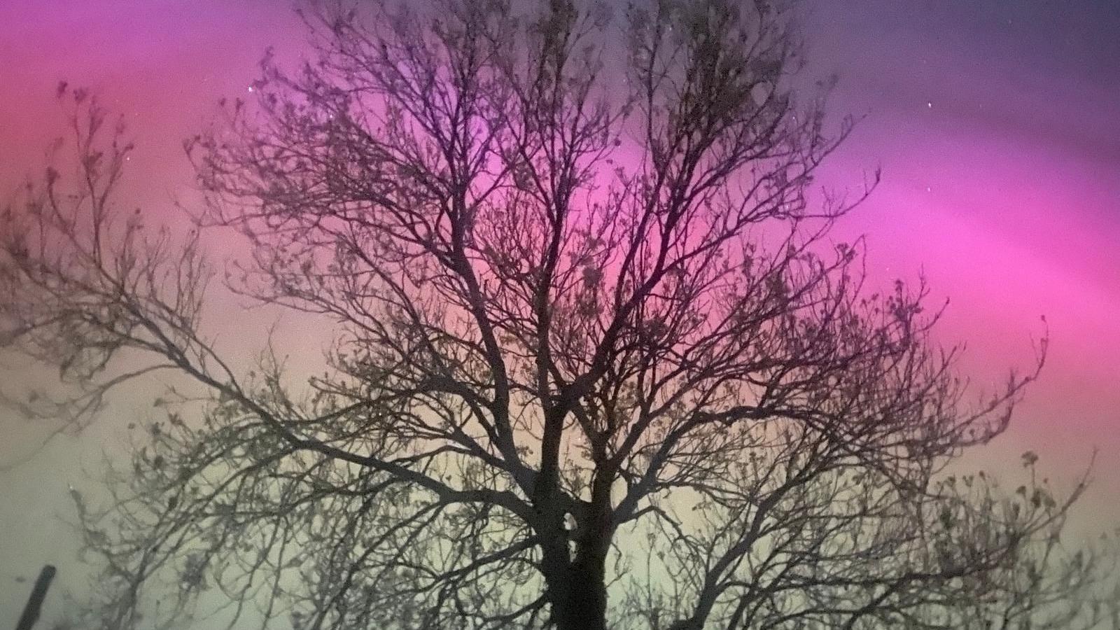 Northern lights behind a tree