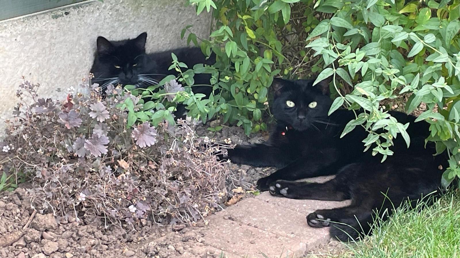 Two cats sitting in a bush