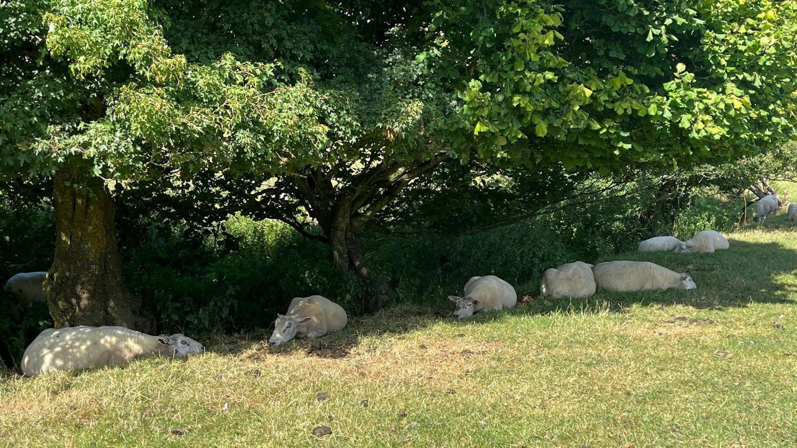 A row of sheep lie in the shade of trees in a field near Timsbury in Somerset