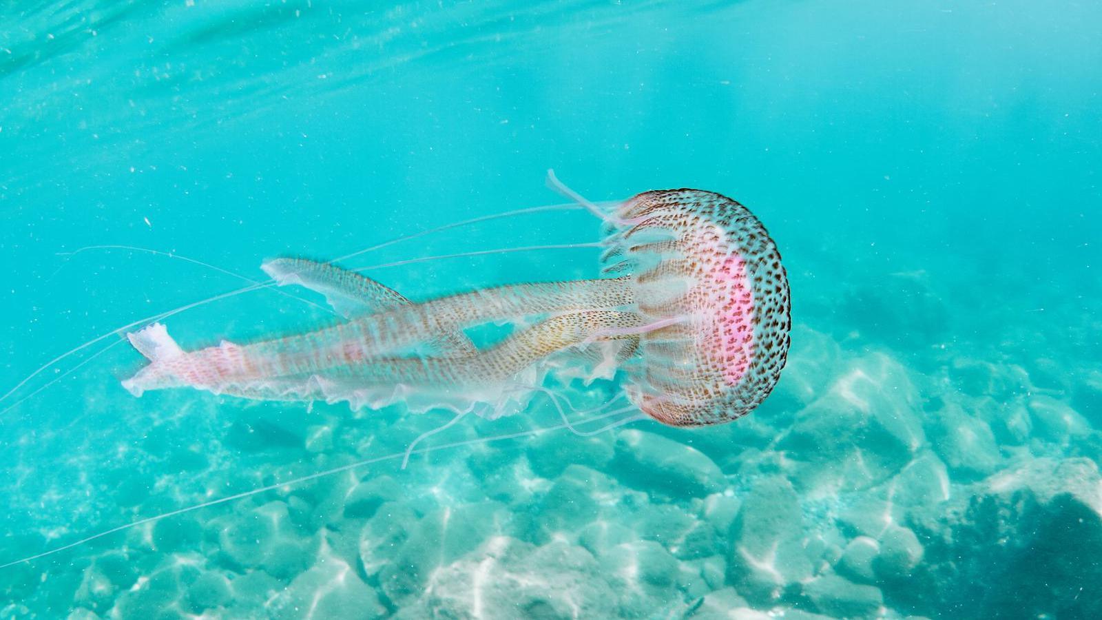 A mauve stinger jellyfish with pink spots moving horizontally.