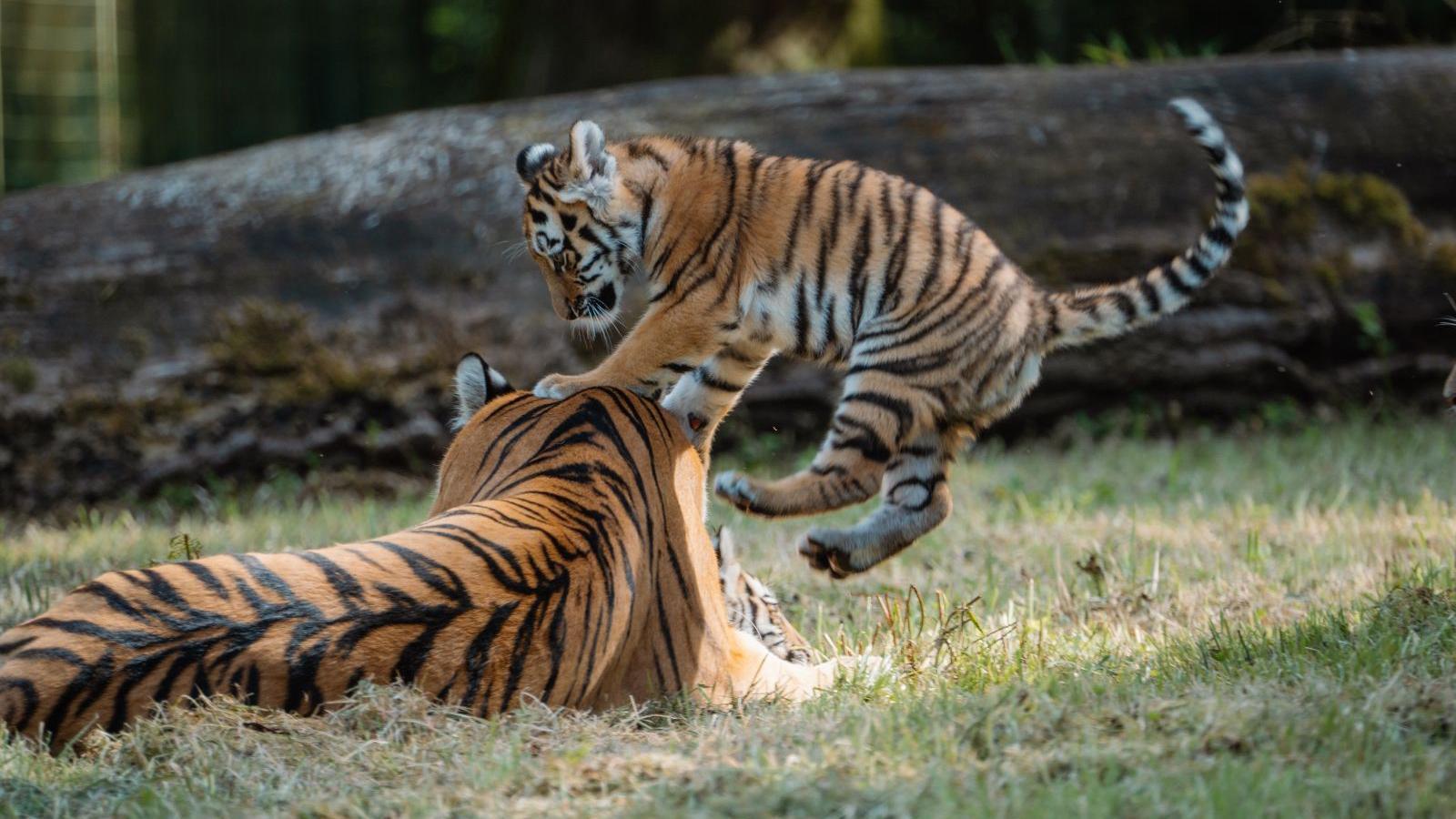 A tiger cub playfully jumps on top of its mother, who is lying down in a park