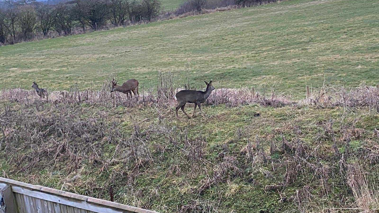 Three deer on the field which The Grange backs on to. Part of the fence separating gardens from the field can be seen.