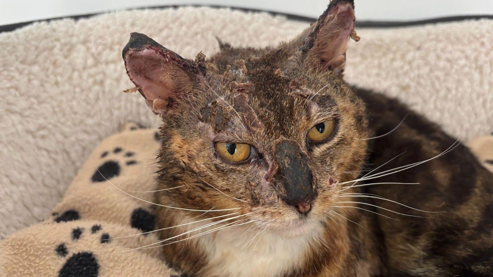 A domestic shorthair cat with brown, white and black fur markings. Burns can be seen on his head, face and ears.
