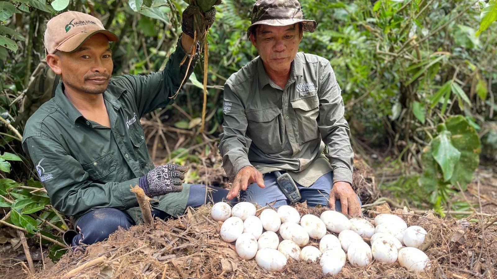 Local conservationists with their discovery of crocodile eggs