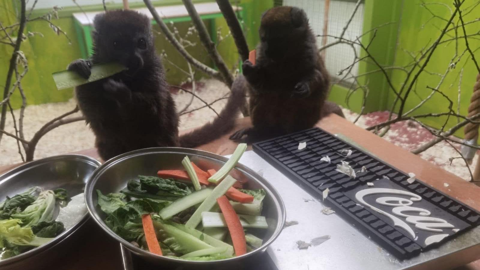 Gentle lemurs eating vegetables