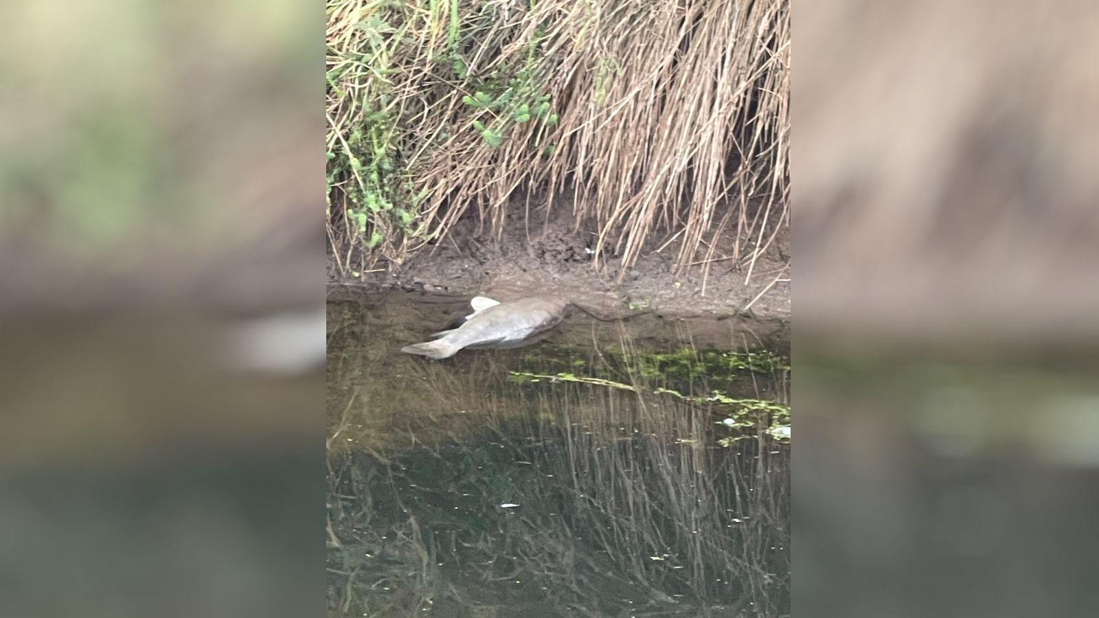 A dead fish floats in the water. 