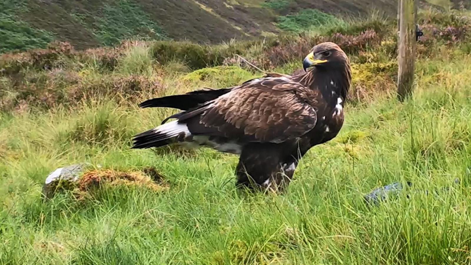A golden eagle sits on the grass looking over its shoulder. Behind it is a large stretch of moorland