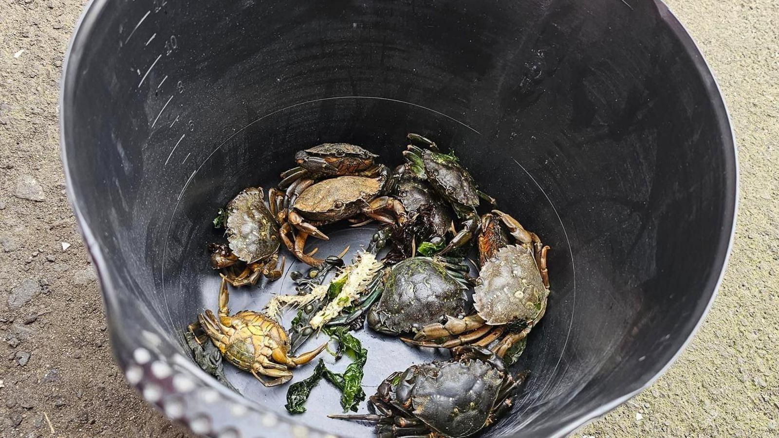 Black plastic bucket containing nine crabs of varying sizes ranging in colour from beige to black