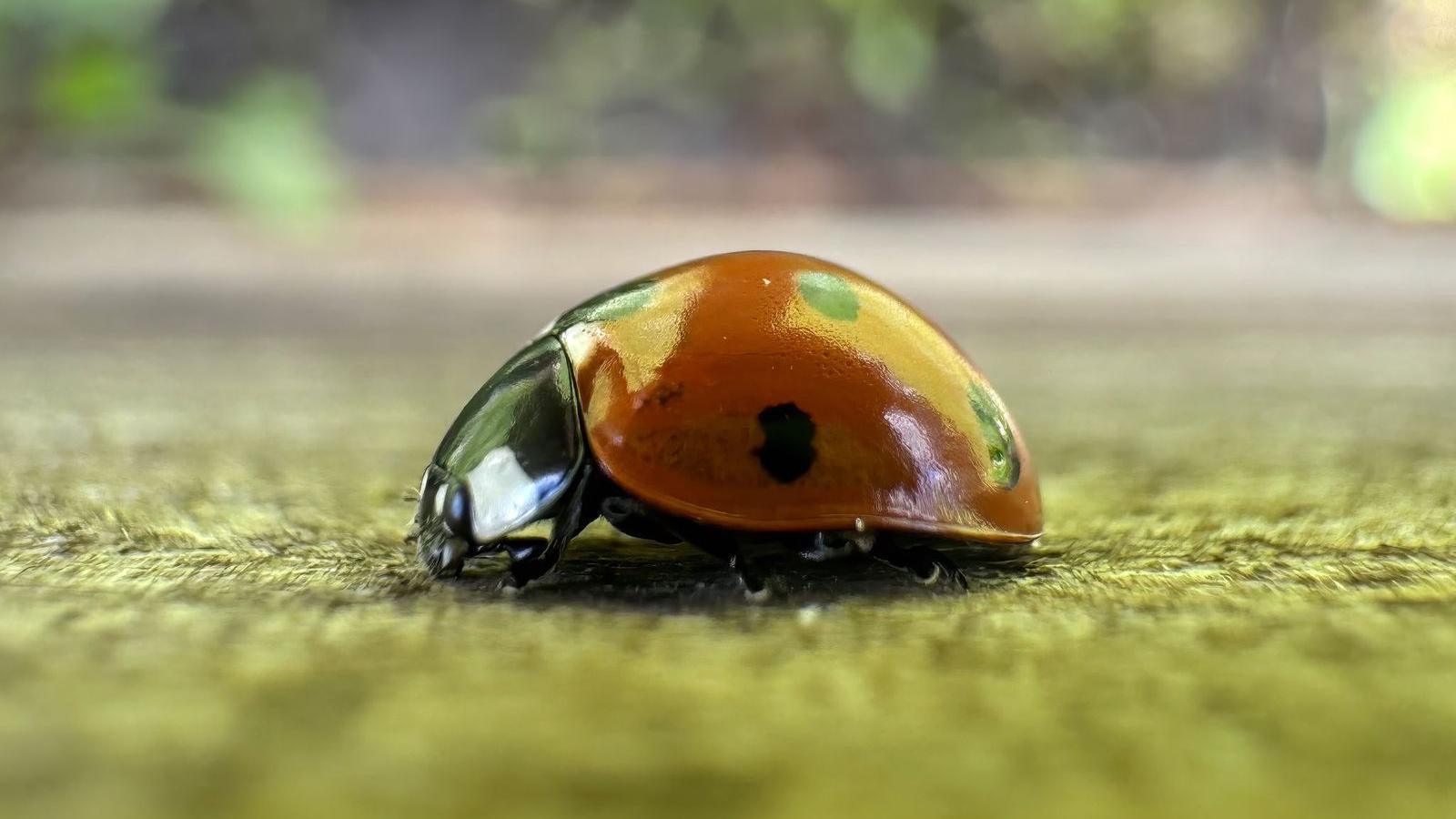 A close up of a ladybird with a glossy appearance on its wings and head.