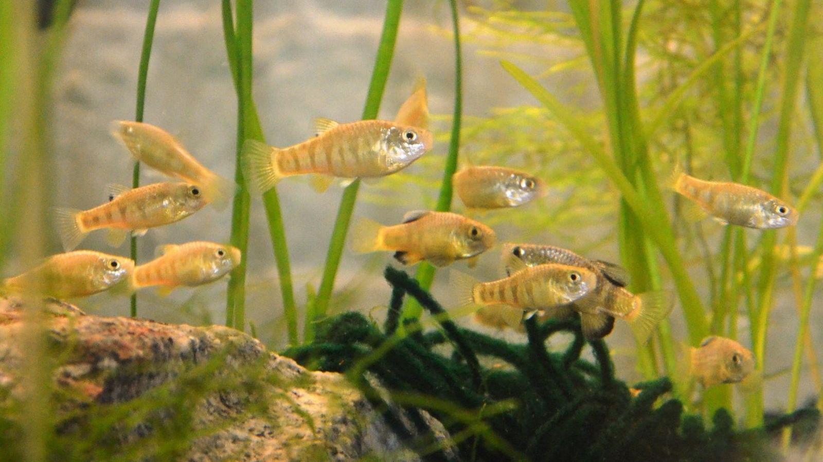 A fish tank of yellow and silver fish facing the right, swimming in rocks and strands of grass