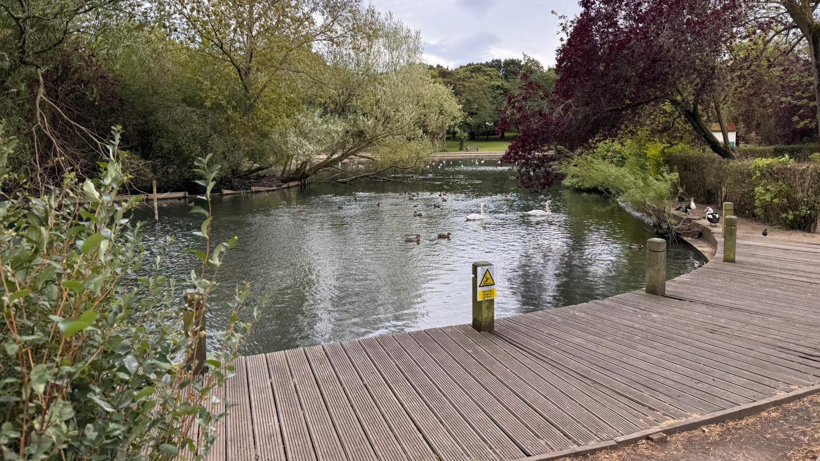 Jackson Ward Park with a lake in the foreground and a boardwalk around it with green laws in the background.