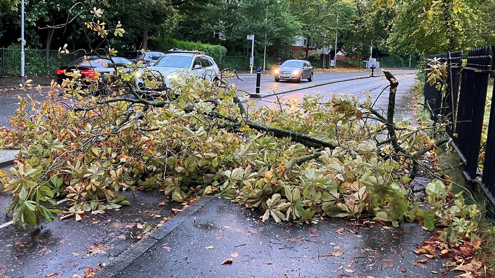 A large branch across a road
