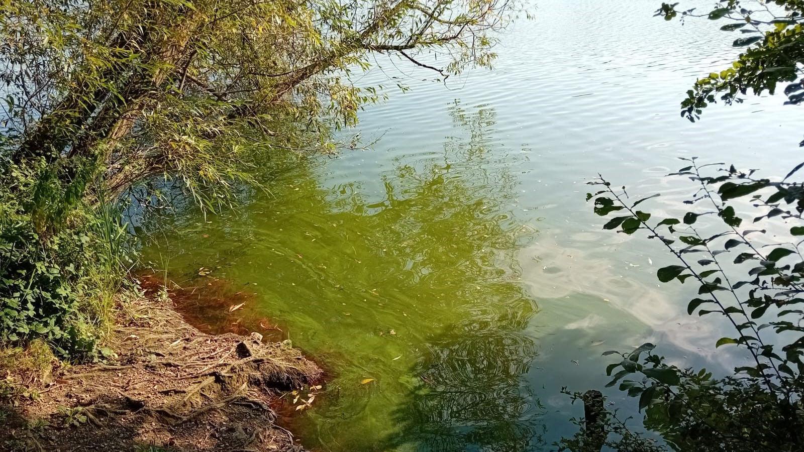 Close up of Duck Lake with its waters turned green because of the algae bloom. A tree branch is bent over the water. It's a sunny day.