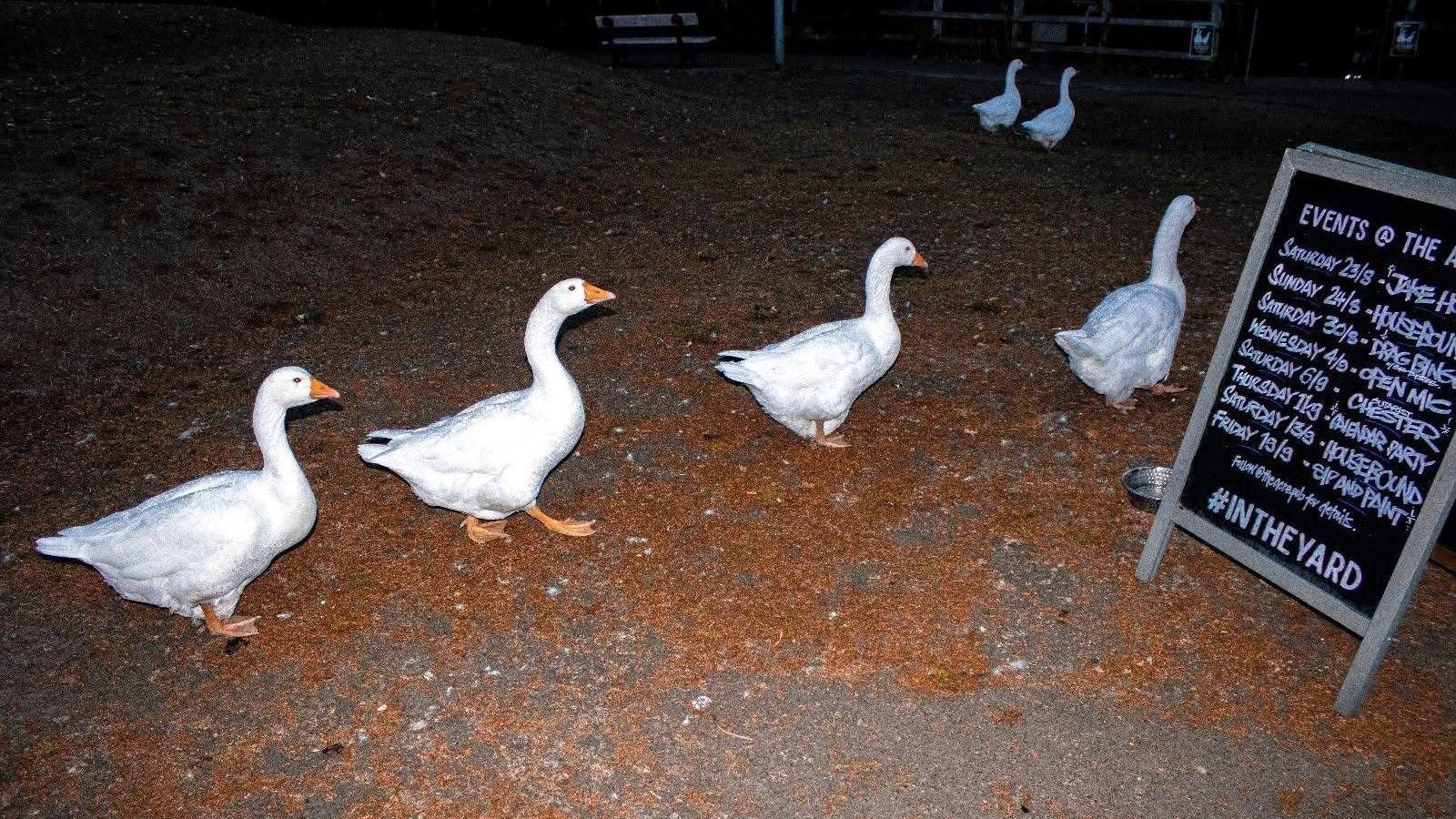 A line of six white, domestic geese arriving a the doorway of a pub. A  chalkboard on the right lists events taking place at the venue.