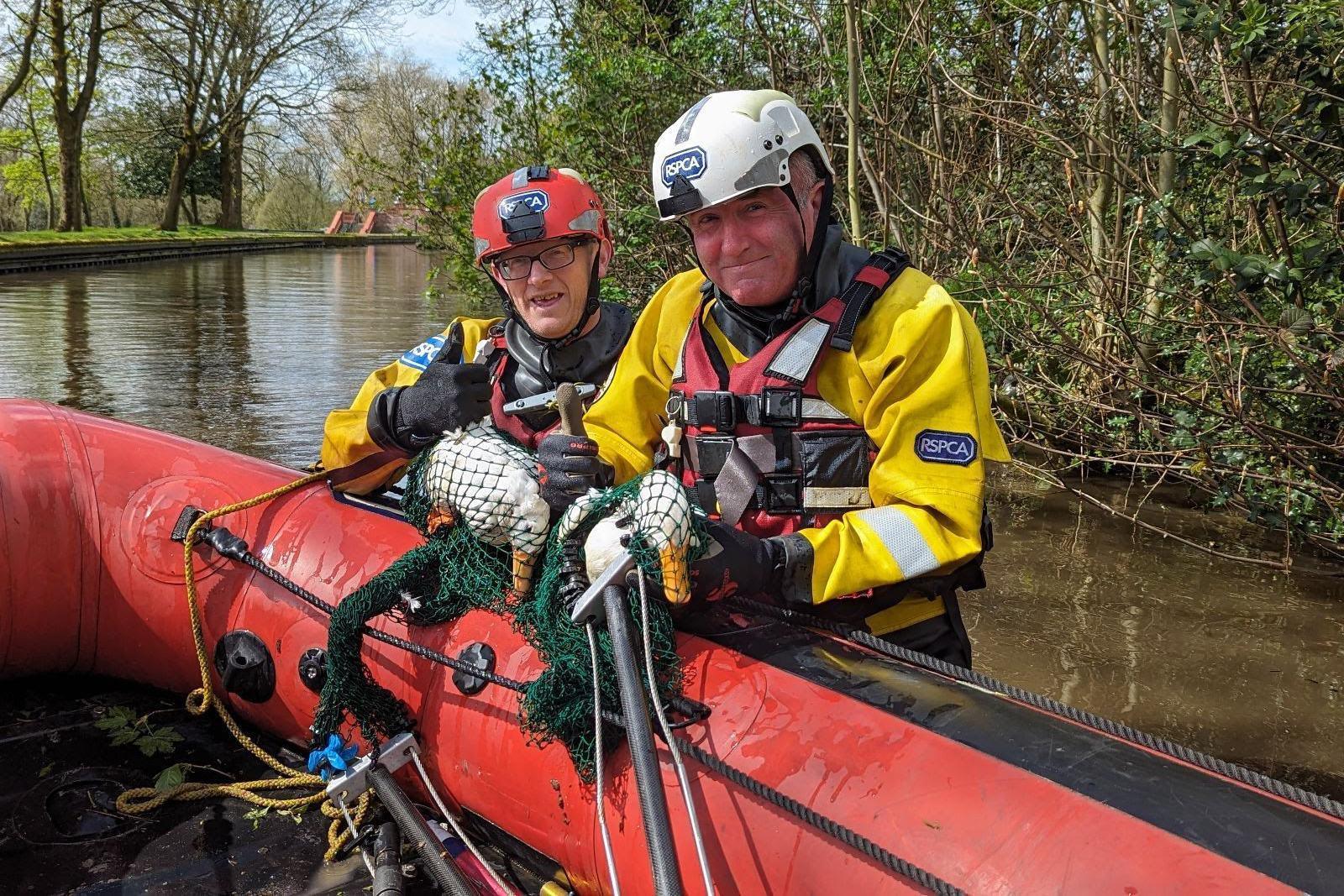 Two ducks captured so one could be taken for treatment