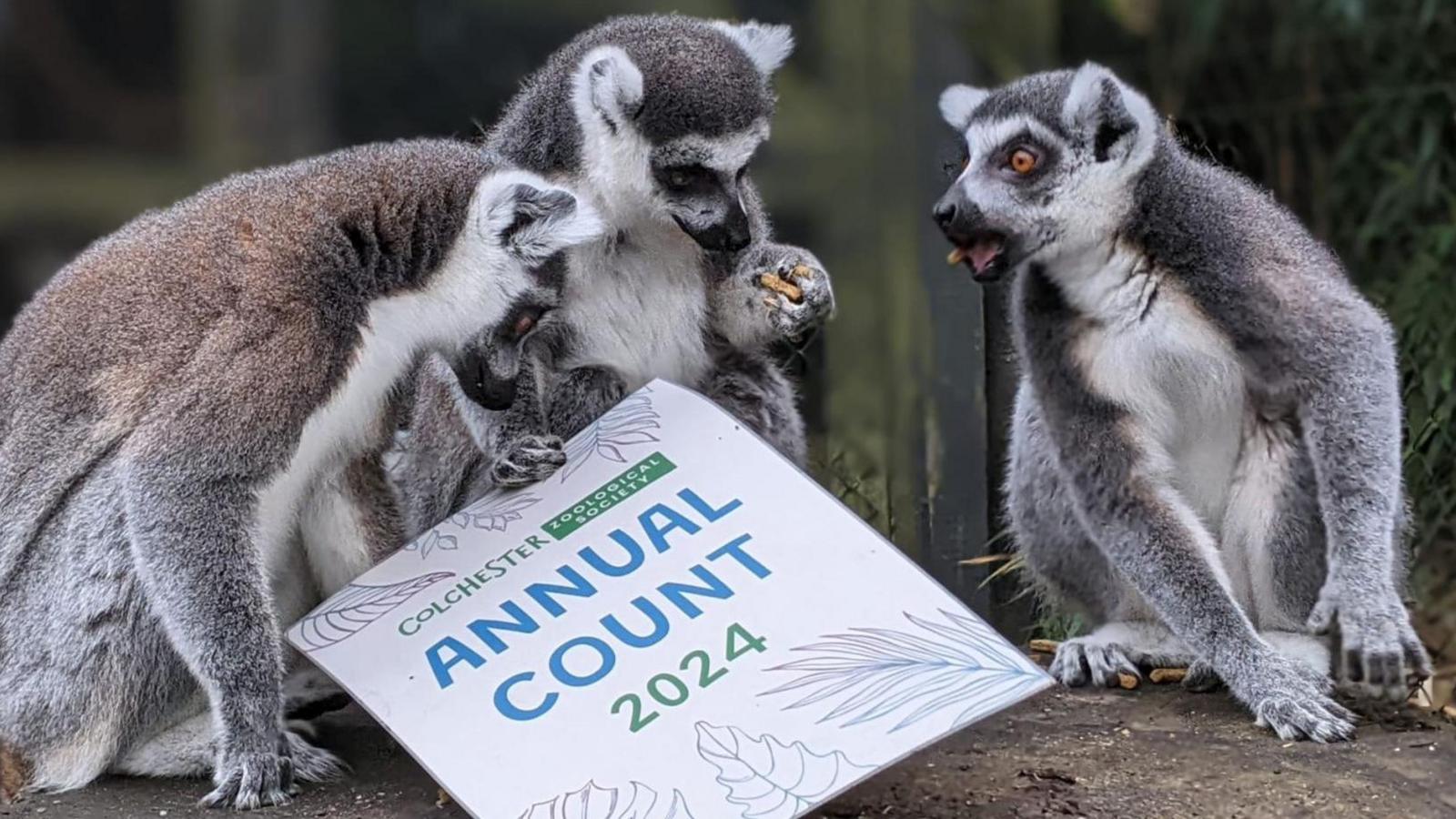 Three ring-tailed lemurs, which have grey, brown and white fur coats, look at a sheet of paper that says "annual count 2024".