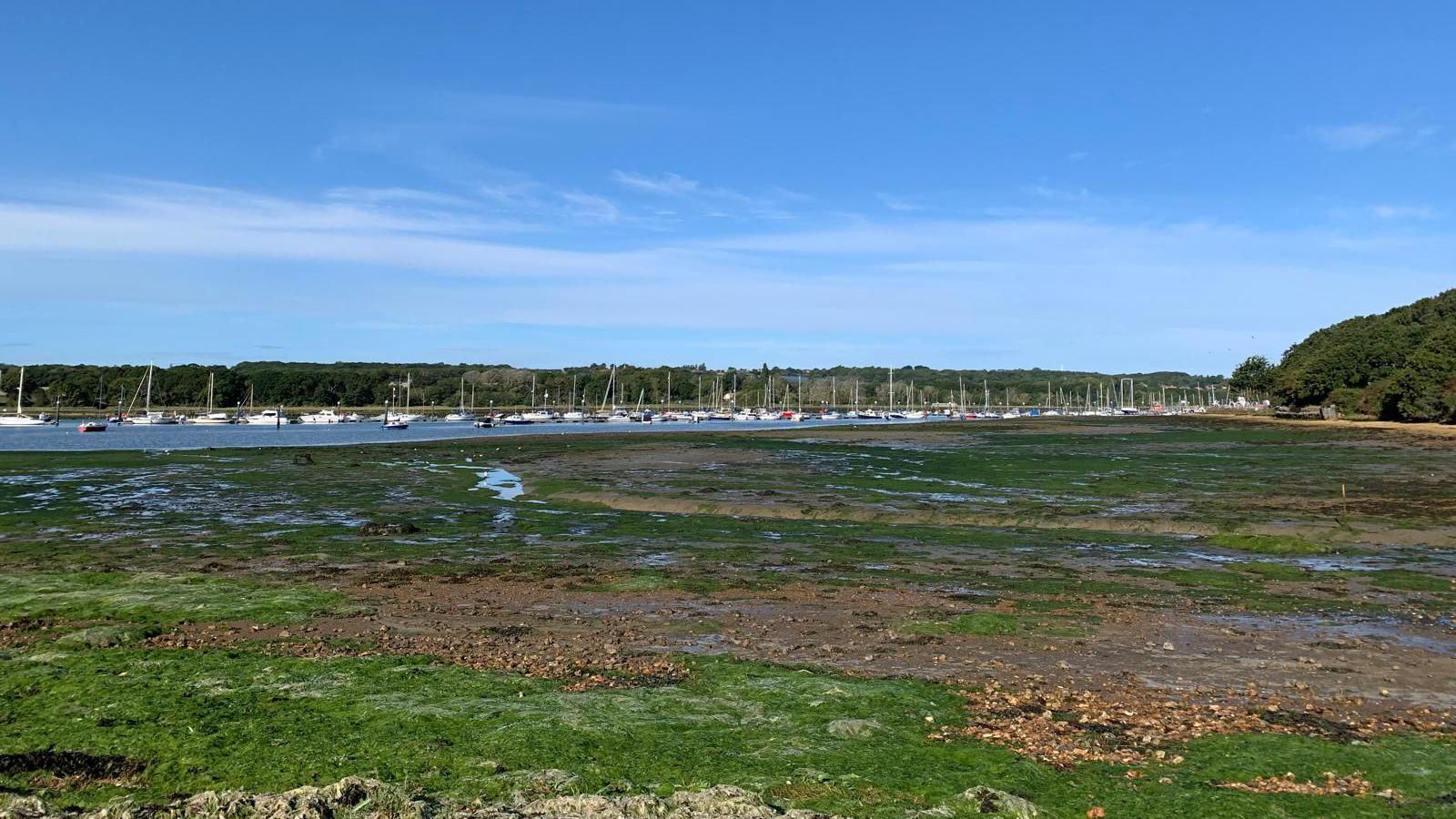 An estuary during low tide. It is a sunny day and there are boats further in the distance. The foreground is filled with green seaweed and algae from the estuary bed.