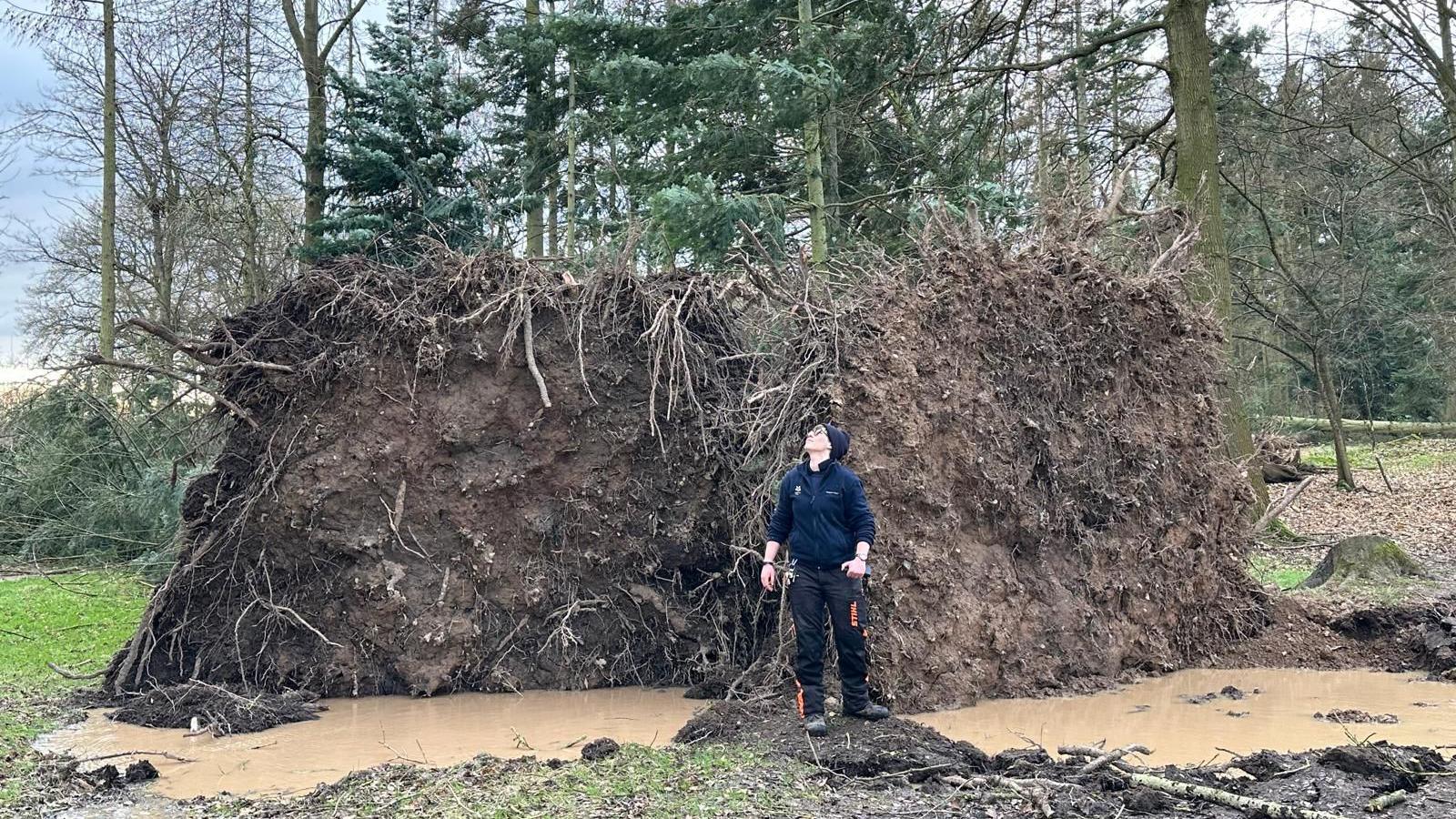 A National Trust worker looks up at the huge root bowl of a fallen tree. It towers over him - at least eight feet high and about 20 feet wide. There are two large muddy puddles left behind where the tree roots were ripped out in the storm. Beyond you can just see more of the estate woodland - the sky is blue and slightly cloudy.