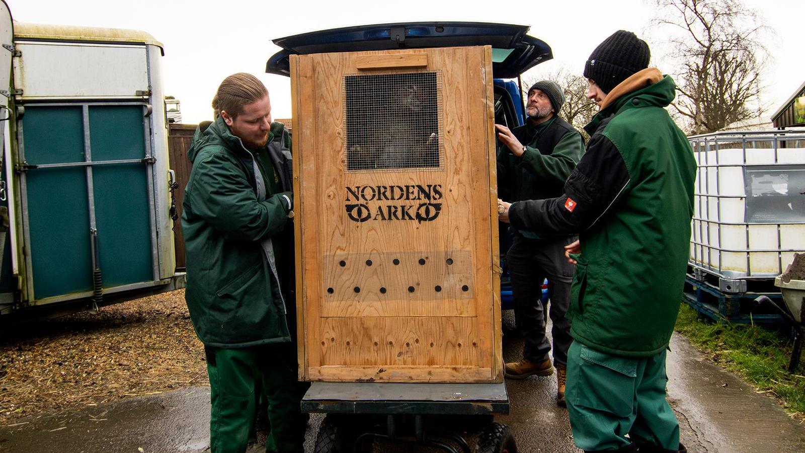 Three men dressed in green overalls lift a wooden box - which contains Freddie - from a blue van. It is a rainy day and there is a horsebox and trailer behind them. The box has a logo that reads "Nordens Art". You can faintly see Freddie jumping up to see out of a small window at the front of the box, which is fenced in.  