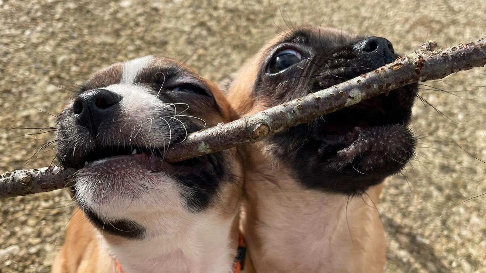 Two puppies holding a stick 