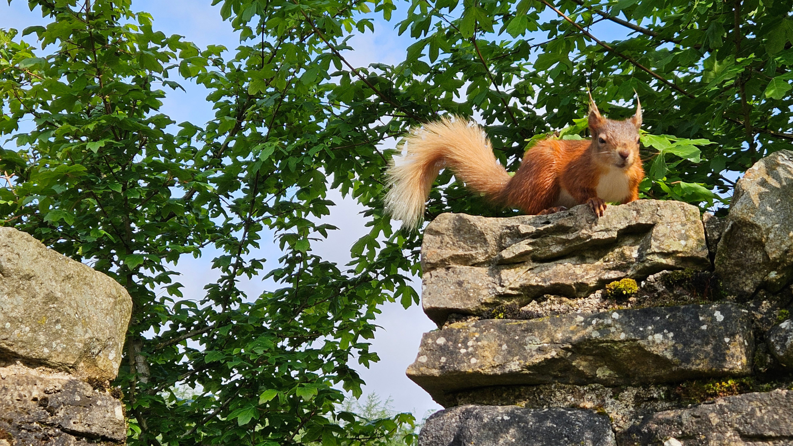 Red squirrel on a wall with a background of green leaves on a tree and blue sky behind.