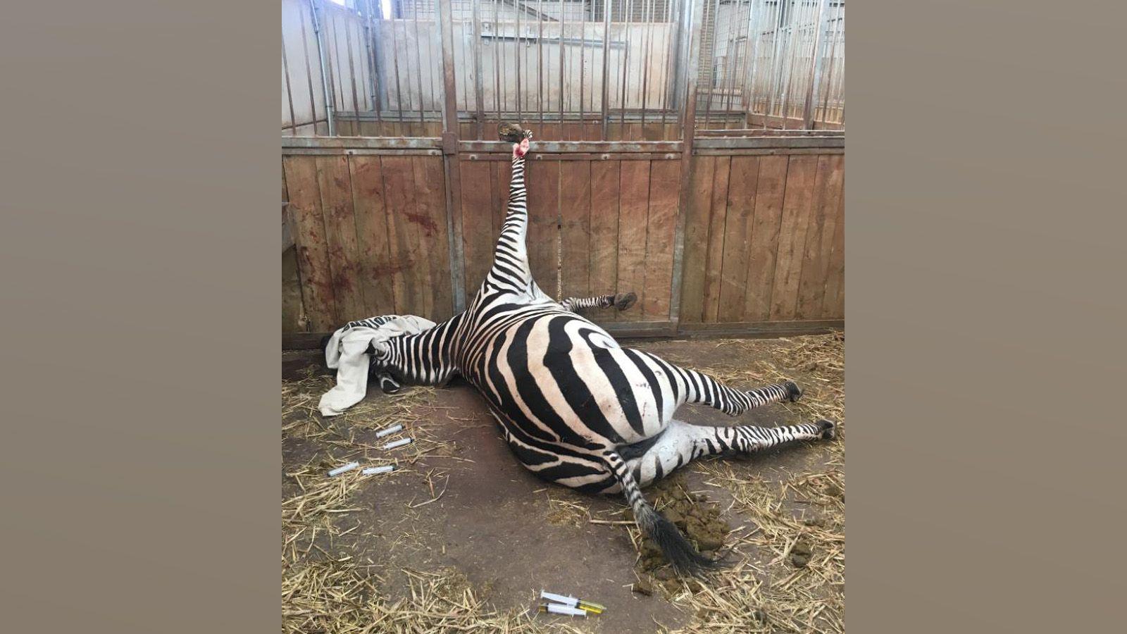 A picture of a zebra lying on its side in a stable. Its right front leg is in the air and its hoof appears caught in bars above wooden fencing. The animal's head appears covered and there are several medical needles on the ground.