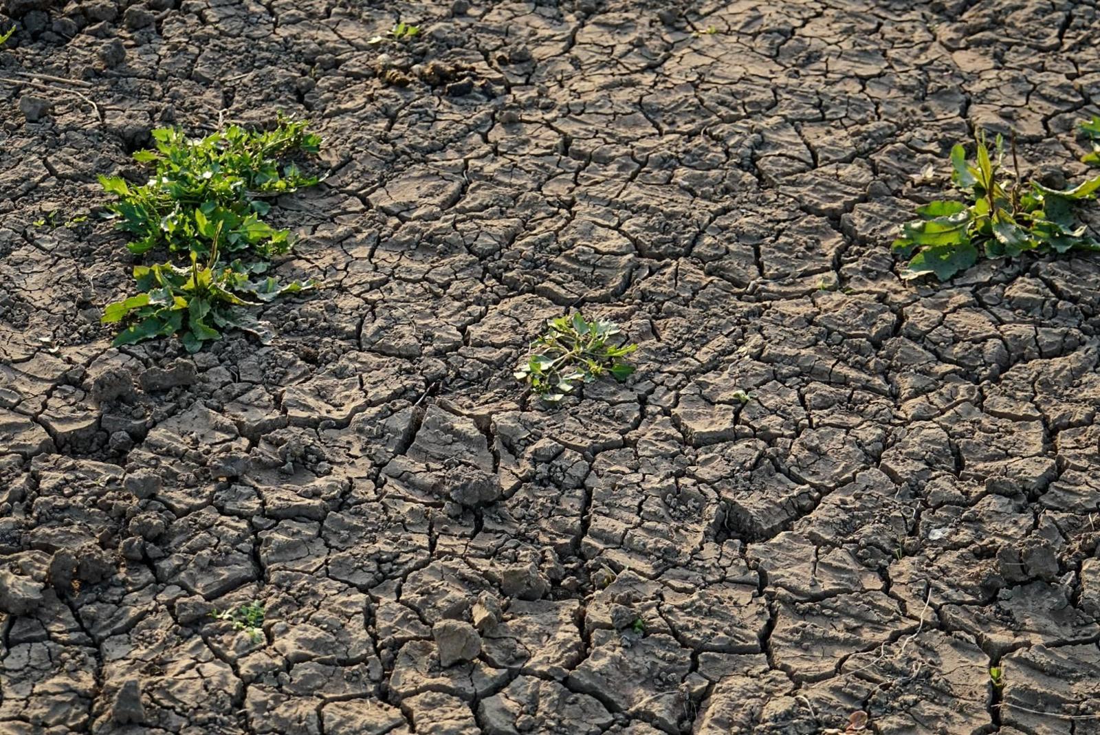The brown, cracked surface of a field or stream, with green plants growing in some cracks.