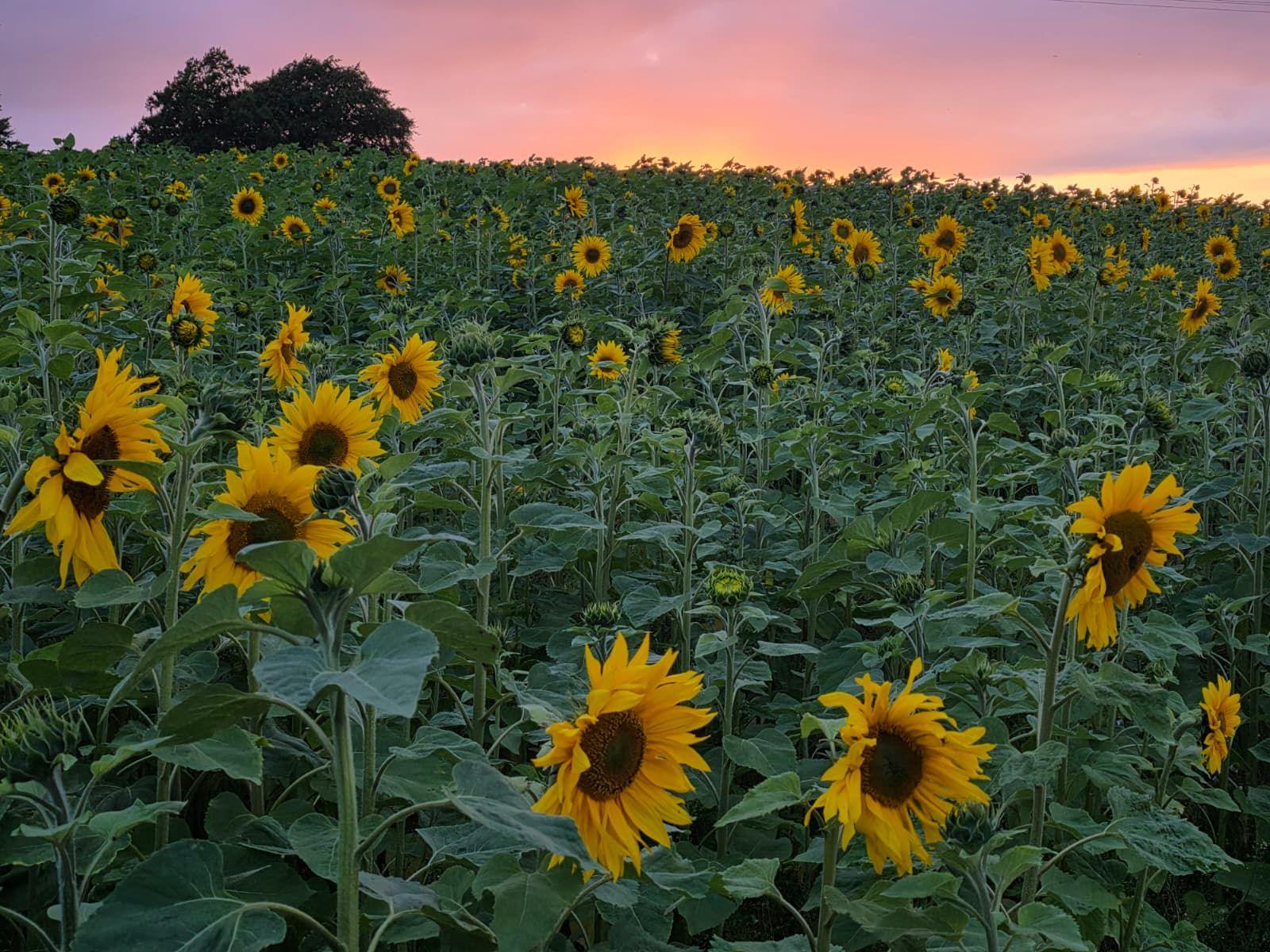 Field of sunflowers below a pink and purple sky at sunset