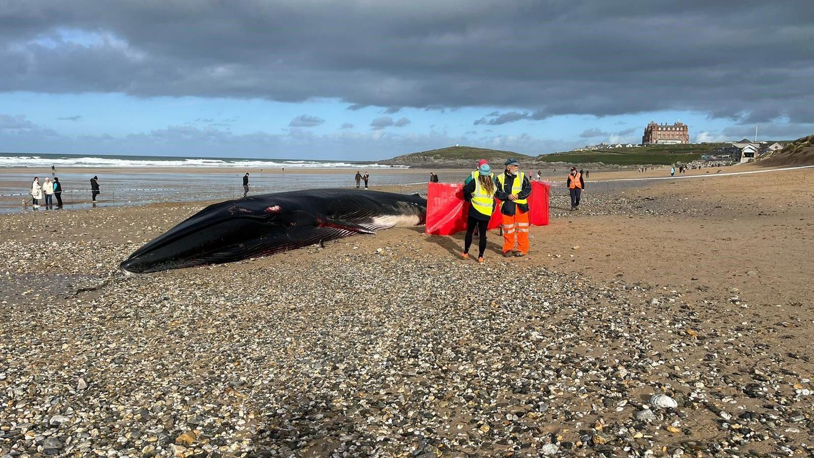 Fin whale