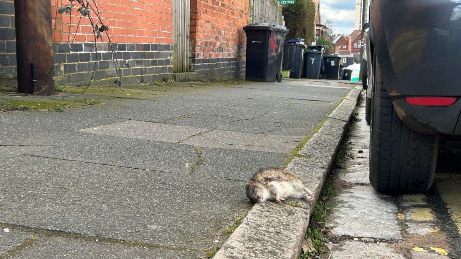 A rat lies on the edge of a pavement with a car on the road.
