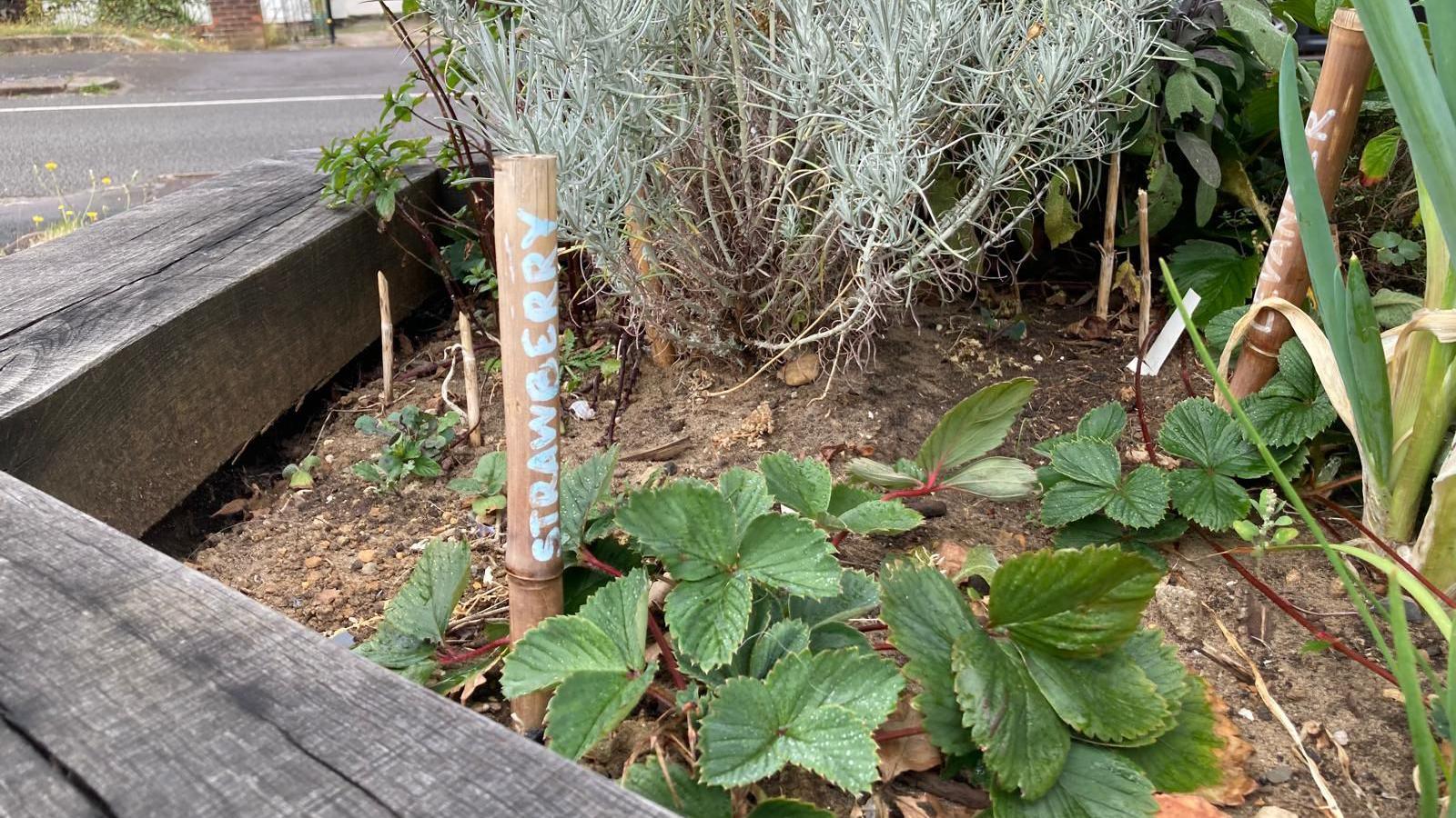 A close-up shot of green plants in a wooden planter. There is a stick in the soil which reads "strawberries".