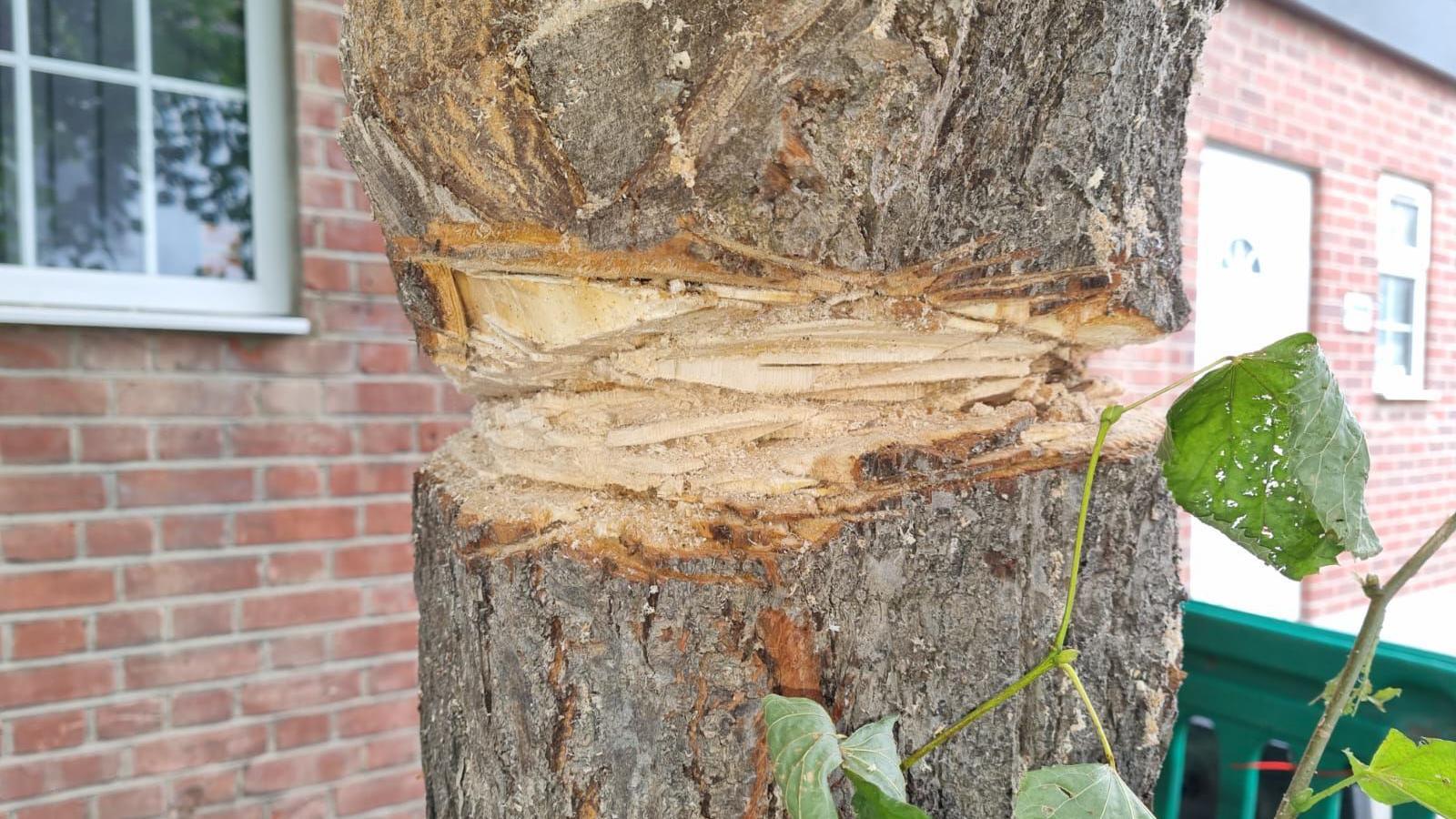 A close up of the sawn parts of the tree.