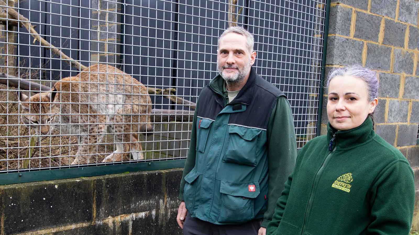 Freddie the lynx prowls his enclosure as a man and a woman, dressed in green outfits that indicate they work at Shepreth Wildlife Park, stand outside the enclosure and smile at the camera. The man has grey hair and a beard, and the woman has purple hair tied behind her head. 