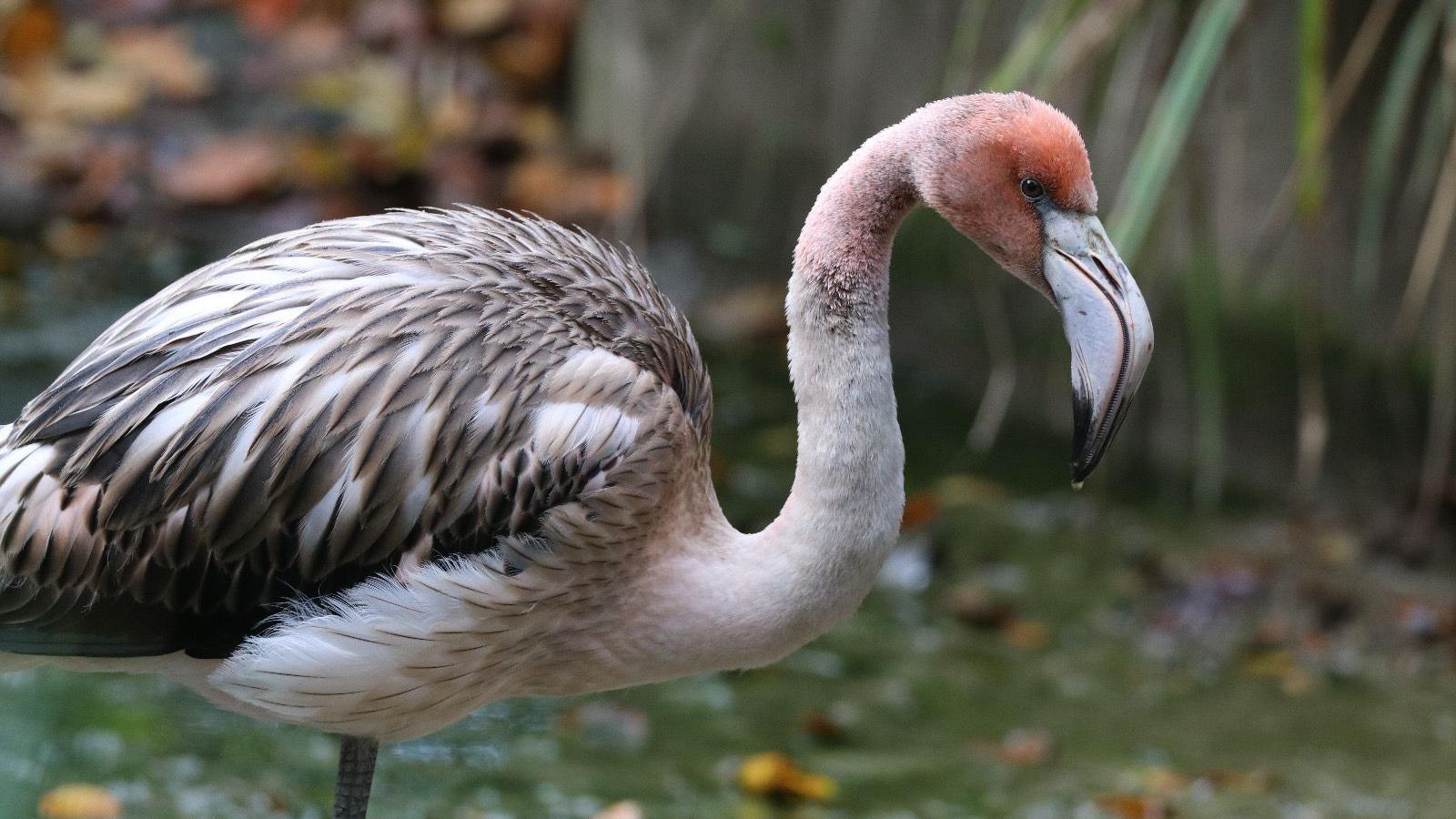 A picture of the flamingo. It is a grey animal, with a long beak. It has a pink head. There is grassland in the background.