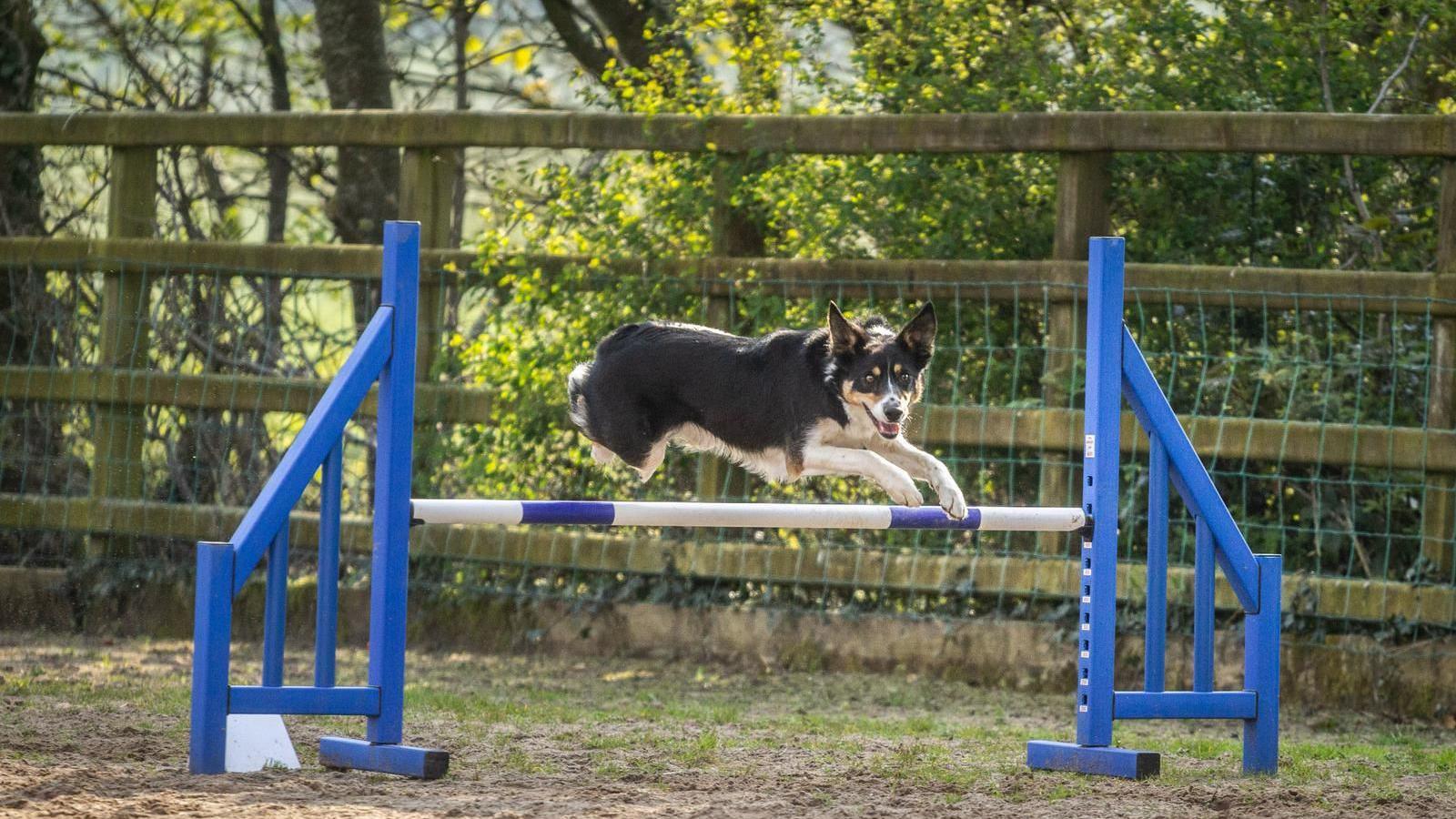 Zola, a black white and tan collie, jumps over an agility course fence.