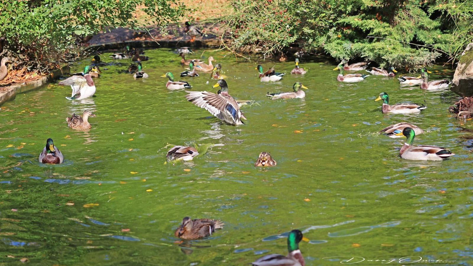 A couple dozen ducks swimming on slightly green, but clean water, shimmering on the summer's day