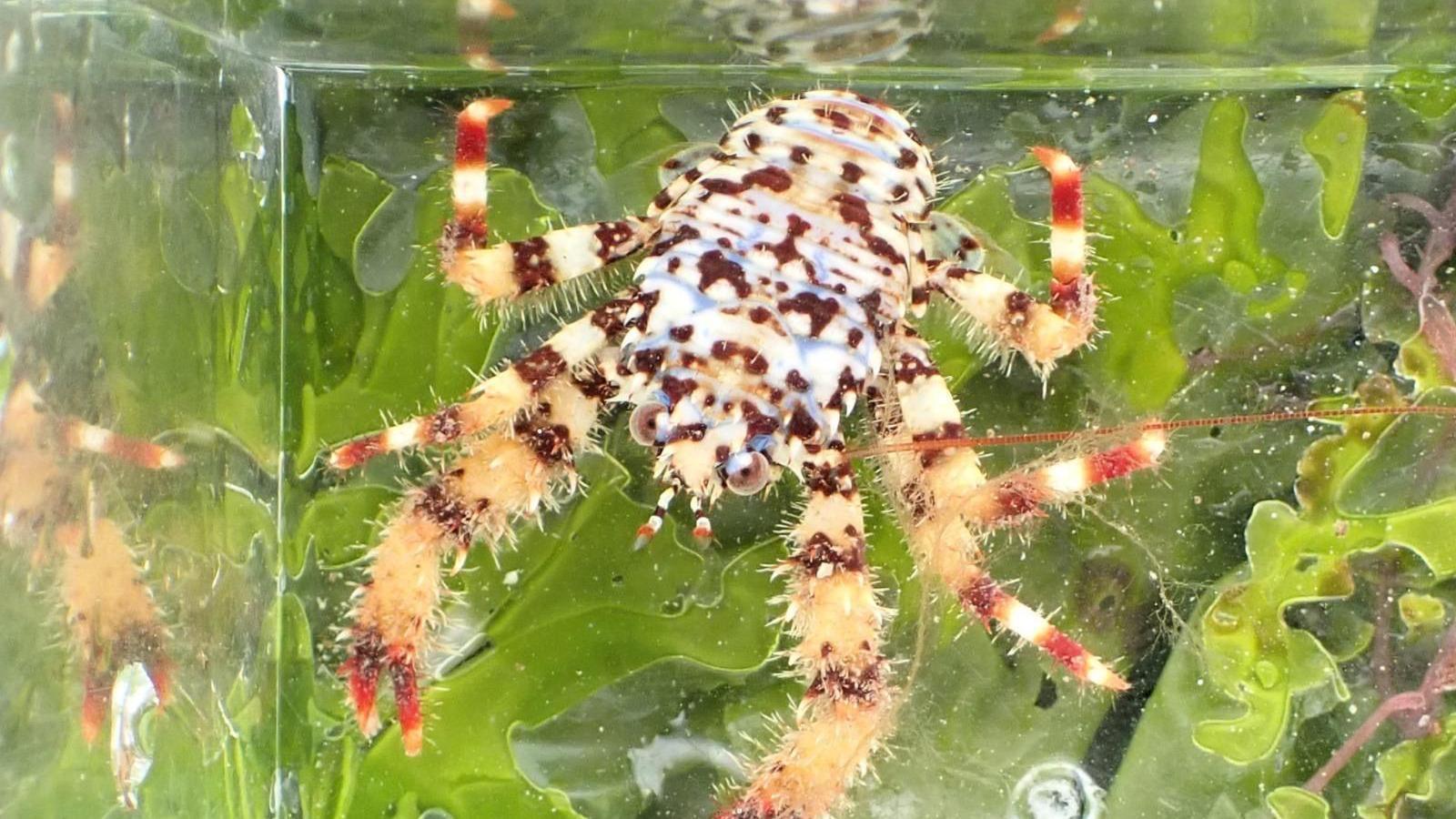 A brown, orange and white lobster is seen against green seaweed, it faces forwards with its claws outstretched.