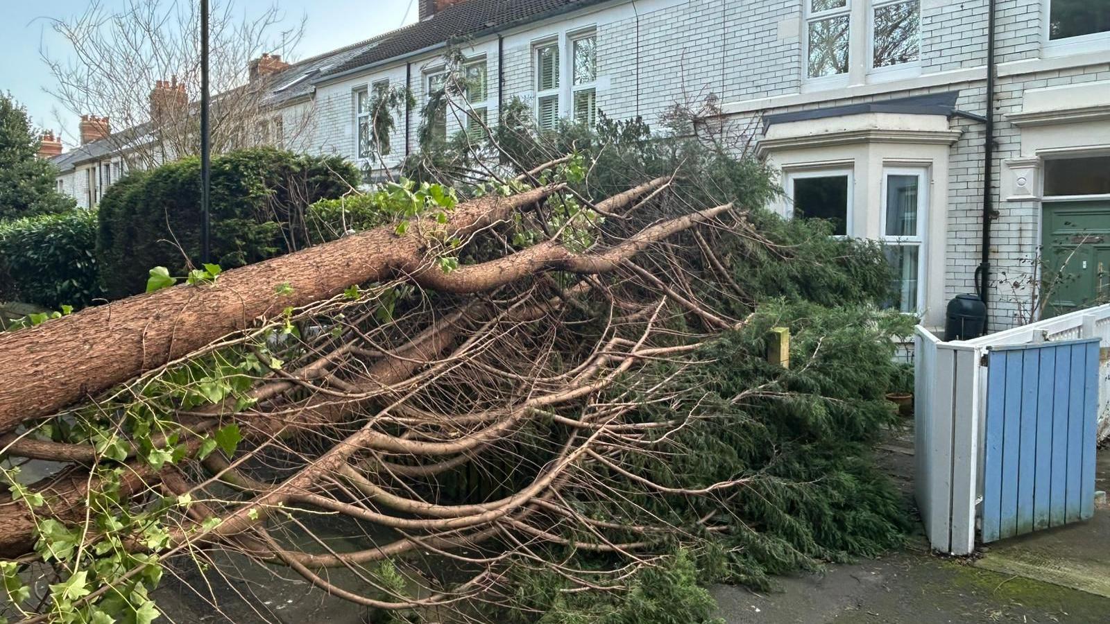 A big tree lying across a road and the front gardens of white-brick terrace houses.