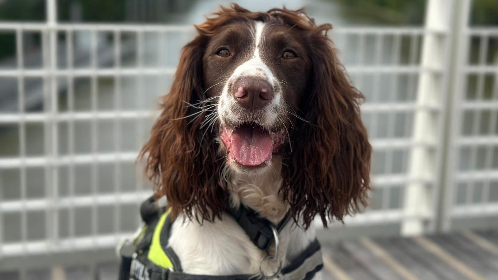 Police dog Hope. She is a black and white spaniel sitting on a bridge with her tongue out. She is also wearing a yellow hi-vis vest