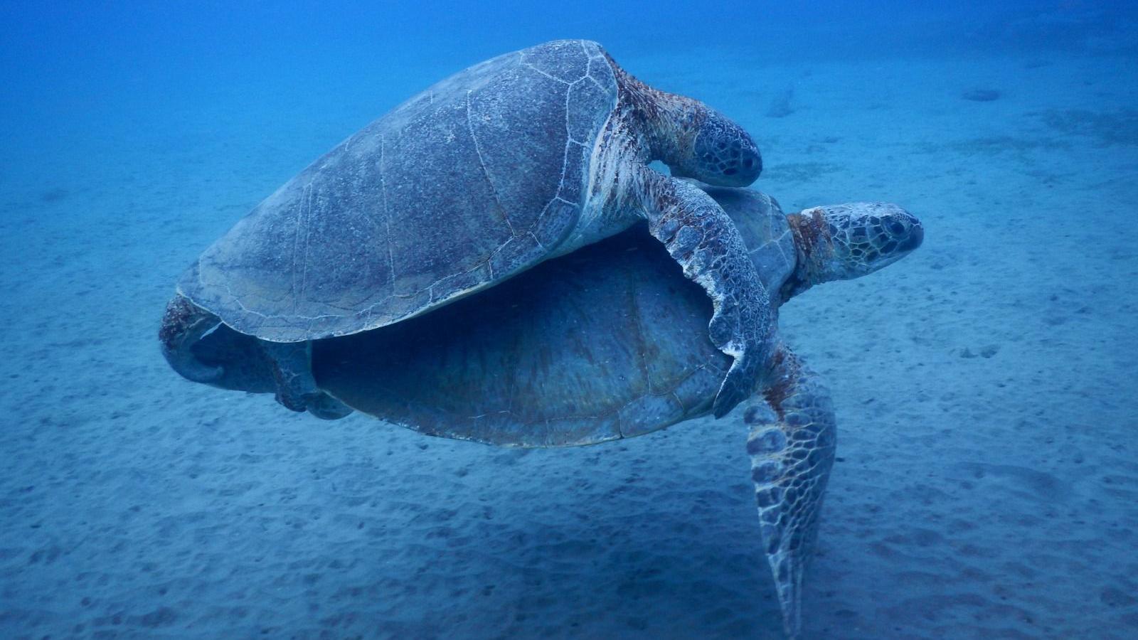 Two mating sea turtles underwater close to the sandy sea bottom. A smaller turtle is mounting a slightly larger one and resting on its back.