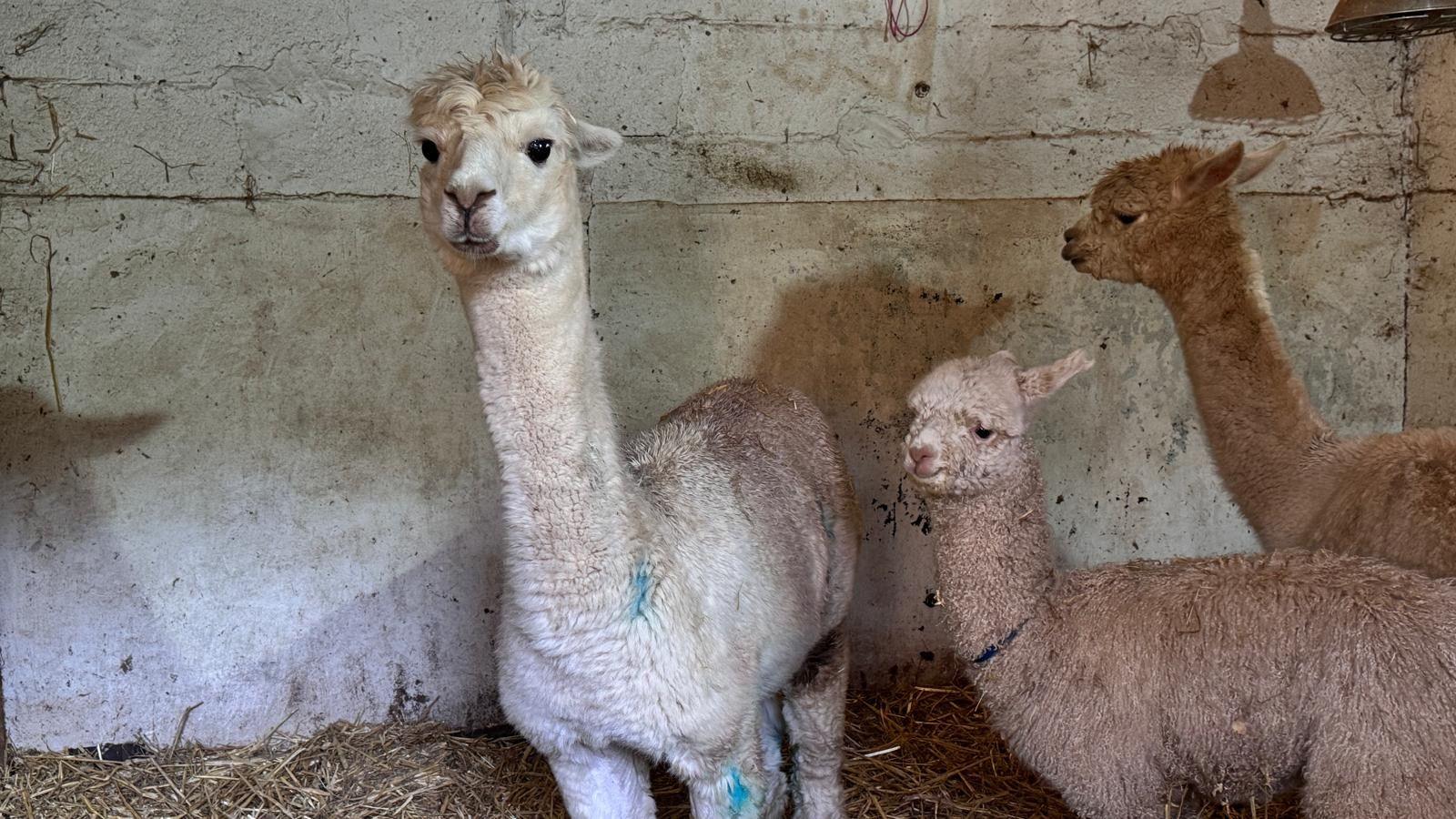 A group of three alpacas in a pen with adult female Bonnie looking at the camera and two younger alpacas by her side